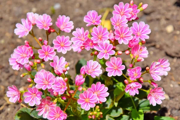 Pink Tiny Flowers Home Garden