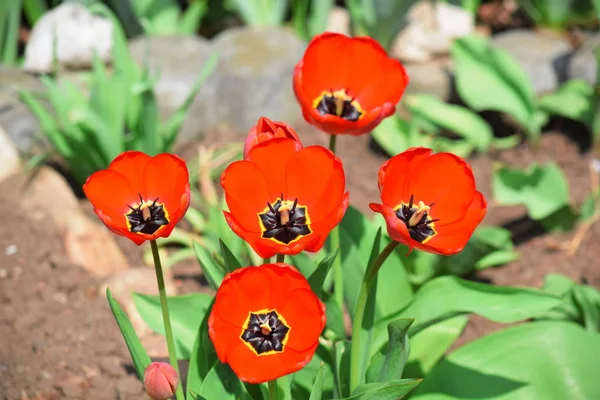 Tulipany Flower Garden Sadzenie Wiele Kolorowych Tło Matki Dzień Kobiet Obrazek Stockowy