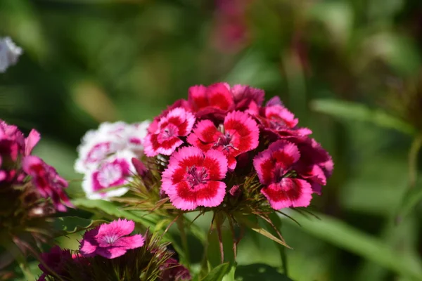 Dianthus Barbatus Rosa Minúsculo Jardim Flores Que Plantam Fim Acima Fotografia De Stock
