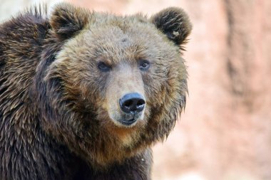 Kahverengi ayı Ursus arctos Beringianus kafa kapatmak portre bak