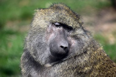 Baboon maymun Papio Anubis kafa kapatmak portre