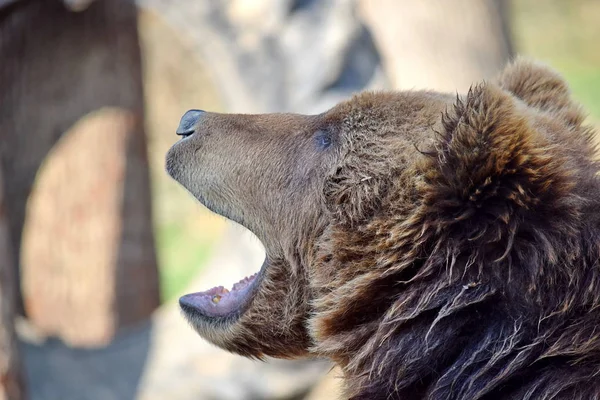 Kahverengi ayı Ursus arctos Beringianus kafa kapatmak portre bak