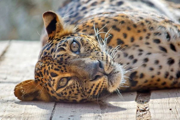 Leopar Panthera Pardus Kotiya Head Closeup