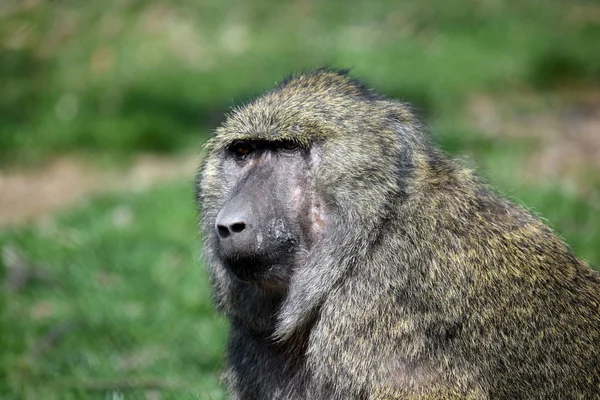 Baboon Monkey Papio Anubis Head Closeup Portrait — Stock Photo, Image