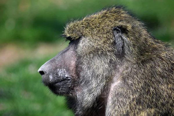 Pawian Monkey Papio Anubis Głowa Zbliżenie Portret — Zdjęcie stockowe