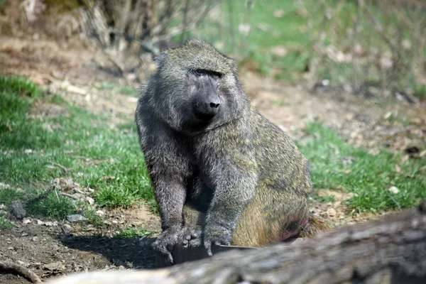 Pávián Monkey Papio Anubis Fej Closeup Portré Ülés — Stock Fotó