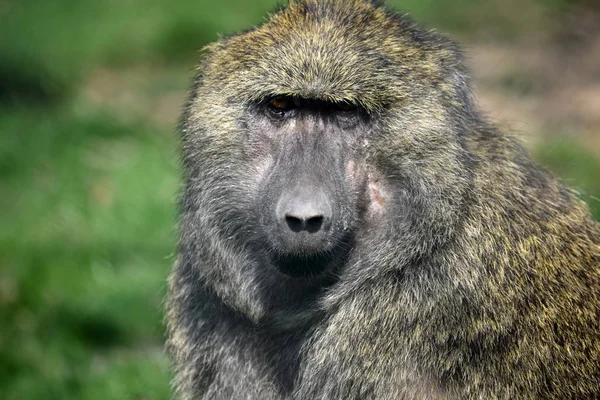 Baboon Monkey Papio Anubis Head Closeup Portrait — Stock Photo, Image