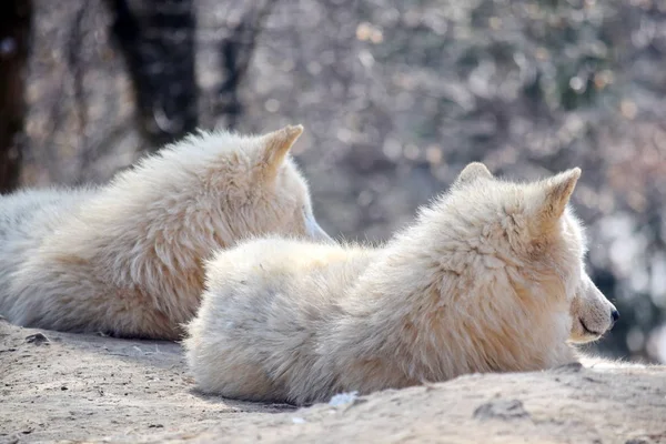 Loup Arctique Blanc Couple Canis Lupus Arctos Reposant Sur Rocher — Photo