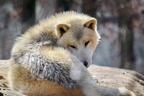 Loup Arctique Blanc Canis Lupus Arctos Allongé Sur Rocher — Photo