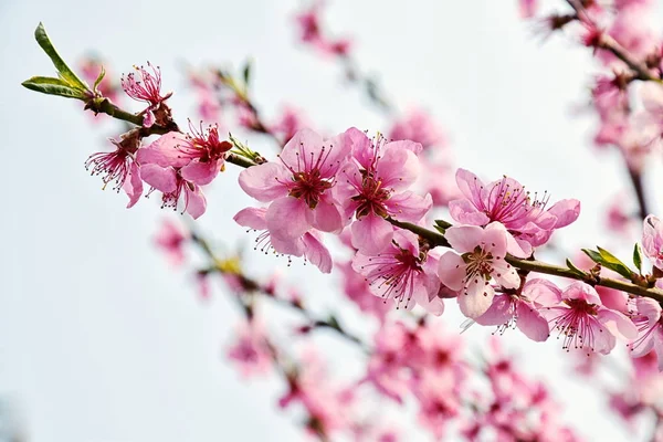 Pembe Blossom Bloom meyve şeftali ağacı çiçek portre