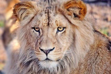 Katanga Lion Panthera leo bleyenberghi kafa kapatmak