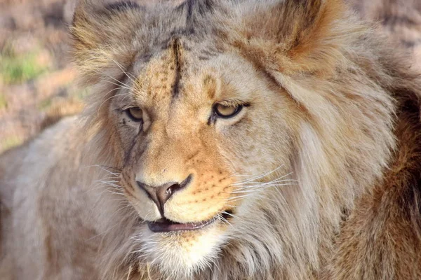 Katanga Leão Panthera Leo Bleyenberghi Head Closeup — Fotografia de Stock