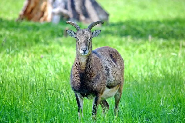 Mouflon Ovis Aries Musimon Portret — Stockfoto