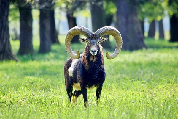 Mouflon Ovis Aries Musimon Retrato — Fotografia de Stock