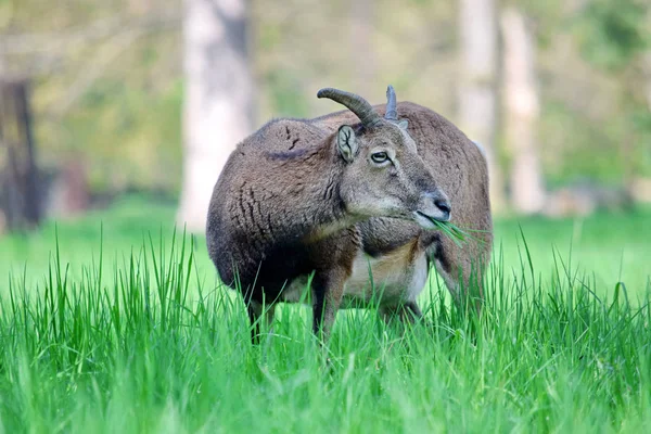 Muflon Ovis Aries Musimon Stravuje Trávu — Stock fotografie