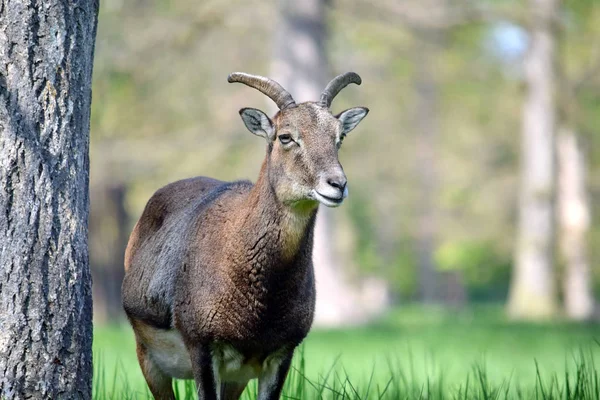 Mouflon Ovis Musimon Portrét — Stock fotografie