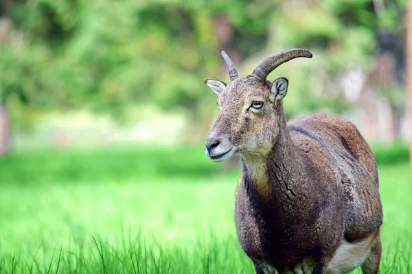 Mouflon Ovis Aries Musimon Retrato — Foto de Stock