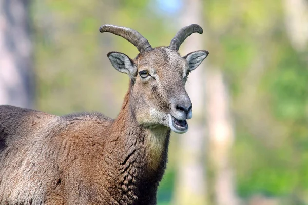 Muflon Ovis Aries Musimon Closeup Portrét — Stock fotografie