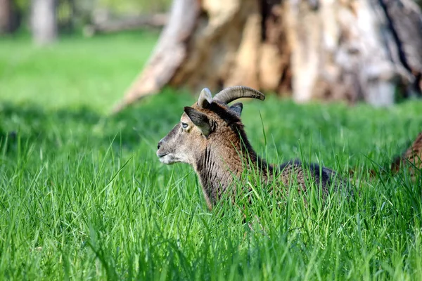 Mouflon Ovis Musimon Ležící Trávě — Stock fotografie