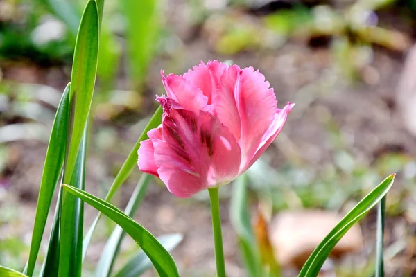 Pink Tulip at Home Garden