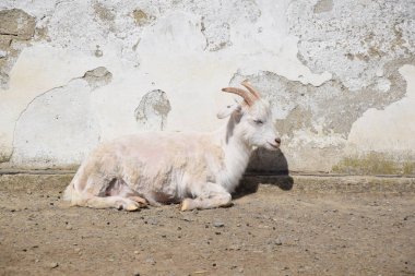 White Goat Capra Hircus On Sun Lying on Sun