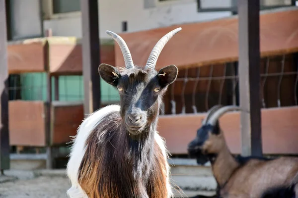 Capra Hircus Profil Valois Kozí Portrét — Stock fotografie