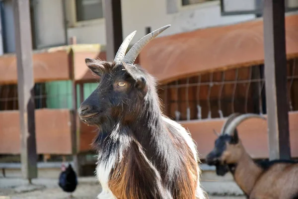 Capra Hircus Profil Valois Keçi Portre 