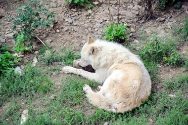 Beyaz Kurt Kanis Lupus Arctos Kutup Yiyici 