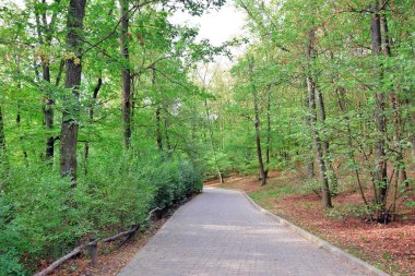 Doğa Sahnesi Orman Yolu Manzara Portresi