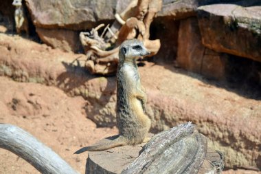 kaya üzerinde Suricata ayakta