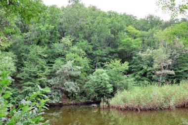 Silistar Bulgaristan'da Forest Nature Lake View Scene Manzara