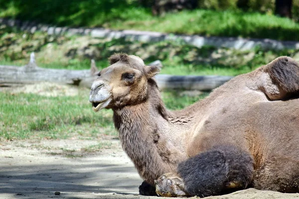 Kamelporträt Camelus Bactrianus Ruht — Stockfoto