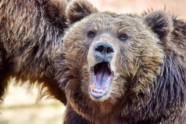 Kahverengi Ayı Dişi Ursus Arctos Beringianus Kükreyen