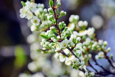 Erik Çiçeği Çiçeği Ağacı Beyaz Pembe Stok Fotoğraf