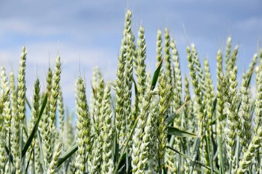 Çavdar Tarlası Portre Closeup Yeşil Tahıl Stok Fotoğraf