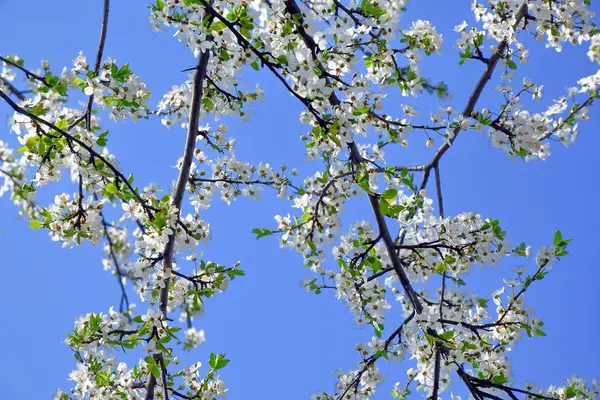 Erik Çiçeği Çiçeği Ağacı Beyaz Pembe Stok Fotoğraf