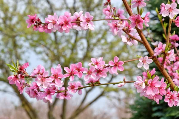 Peach Blossom Bloom Fruit Tree Pink Floral