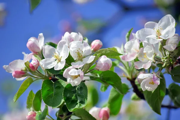 Manzano Frutal Floreciendo Con Flor Rosácea Primavera — Foto de Stock