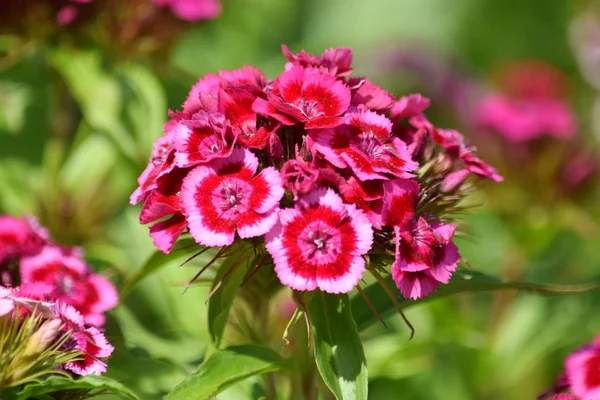 Dianthus Barbatus Pink Tiny Flower Garden Plantación Cerca Stock Foto — Foto de Stock