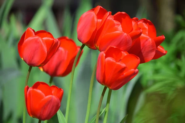 Tulipanes Flor Jardín Plantando Muchos Fondo Colorido Día Madre Para — Foto de Stock