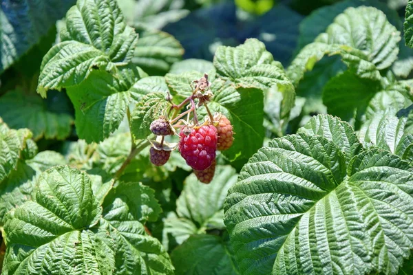 Home Raspberries Garden Bio Fruit Bush Plant