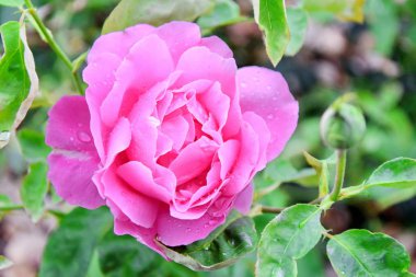 Ev Bahçesinde Pembe Gül Gül