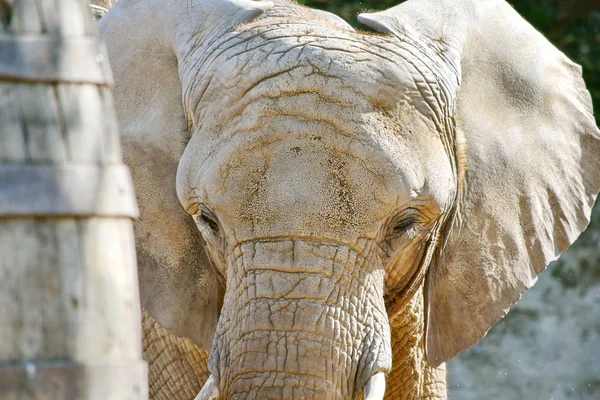 Afrika Fil Başı Closeup Loxodonta Africana
