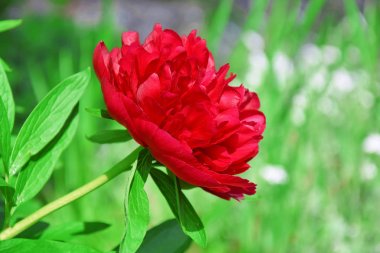 Paeonia Lactiflora Çiçeği Closeup Portre 