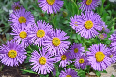 Aster Dumosus Violet Papatyalar Çiçek Portre