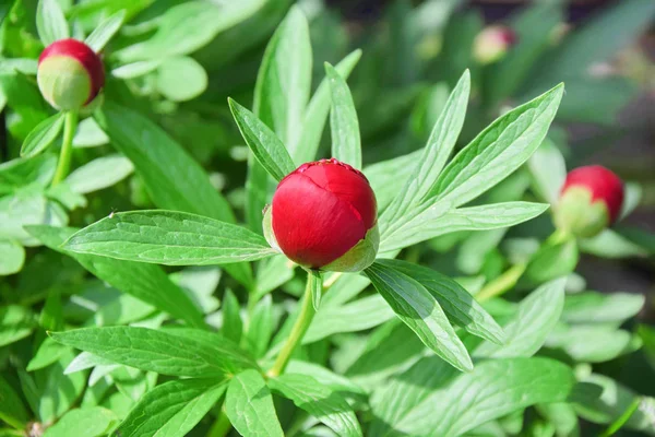 Paeonia Lactiflora Flor Roja — Foto de Stock