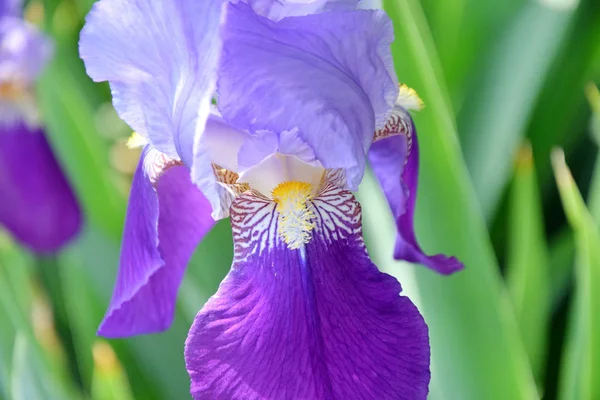 Iris Violet Flower on Home Garden