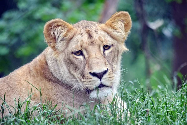 Katanga Lwica Leżącego Trawie — Zdjęcie stockowe