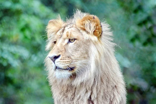 Κατάνγκα Λιοντάρι Κεφάλι Κοντινό Πλάνο Πορτρέτο — Φωτογραφία Αρχείου