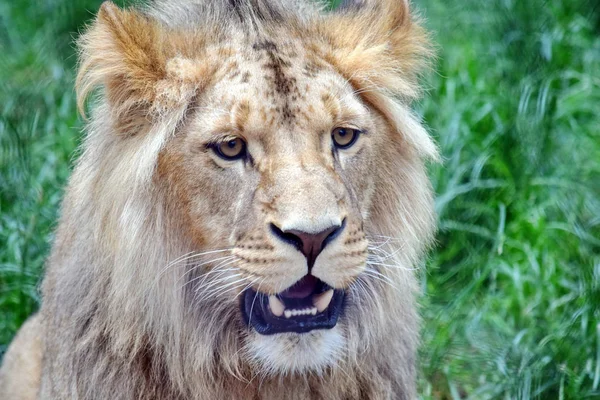 Male Katanga Lion Head Closeup — Stock Photo, Image
